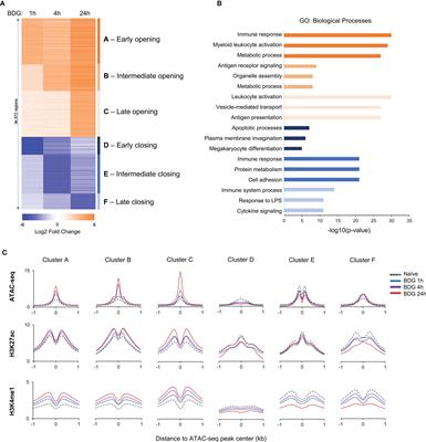 Glutathione Metabolism Is a Regulator of the Acute Inflammatory Response of Monocytes to (1→3)-β-D-Glucan